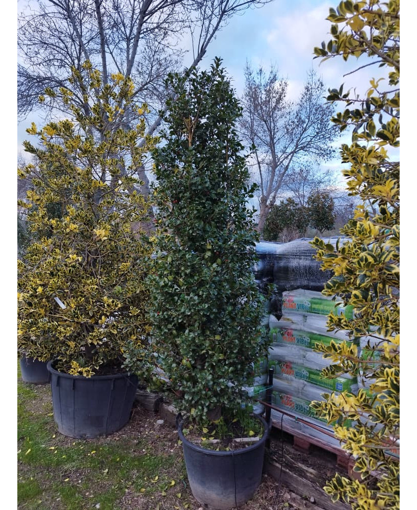 ACEBO (ILEX MESERVEAE HECKENFEE) 010