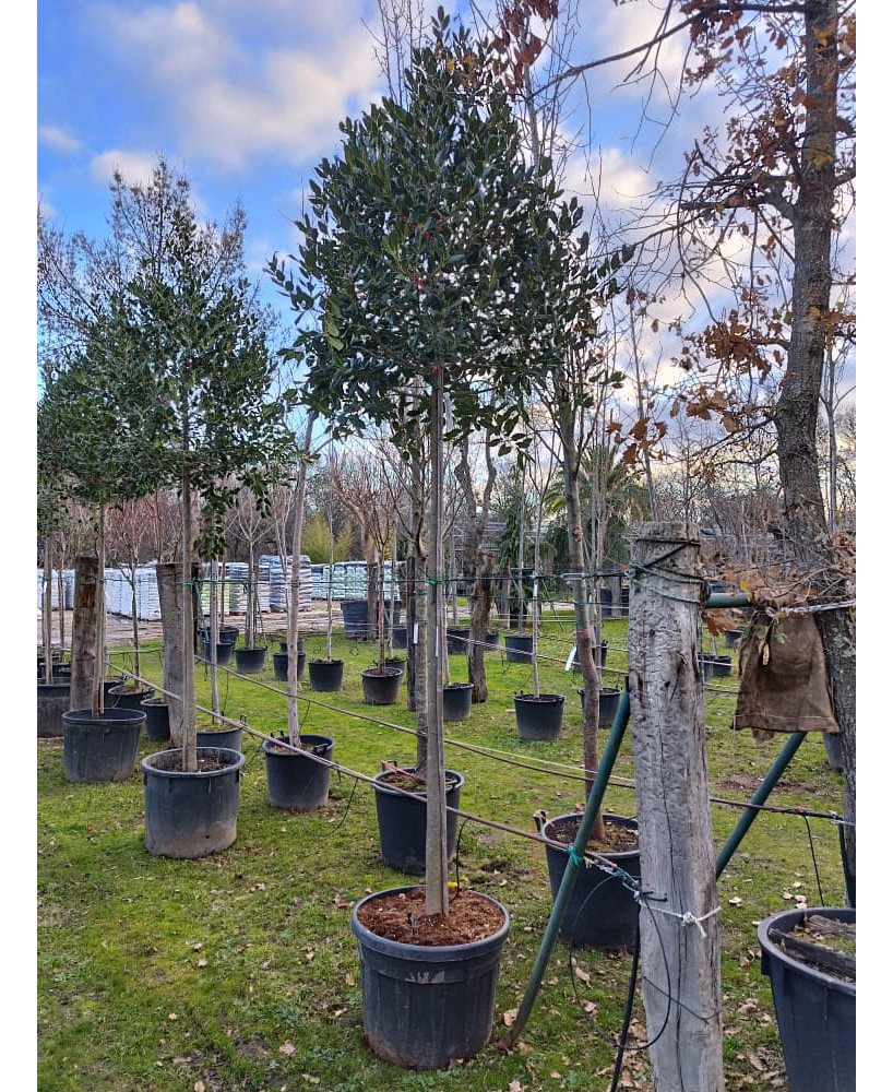 ACEBO (ILEX NELLIE R STEVENS) 011