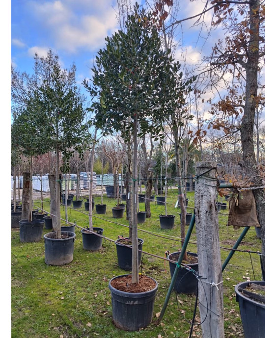 ACEBO (ILEX NELLIE R STEVENS) 011