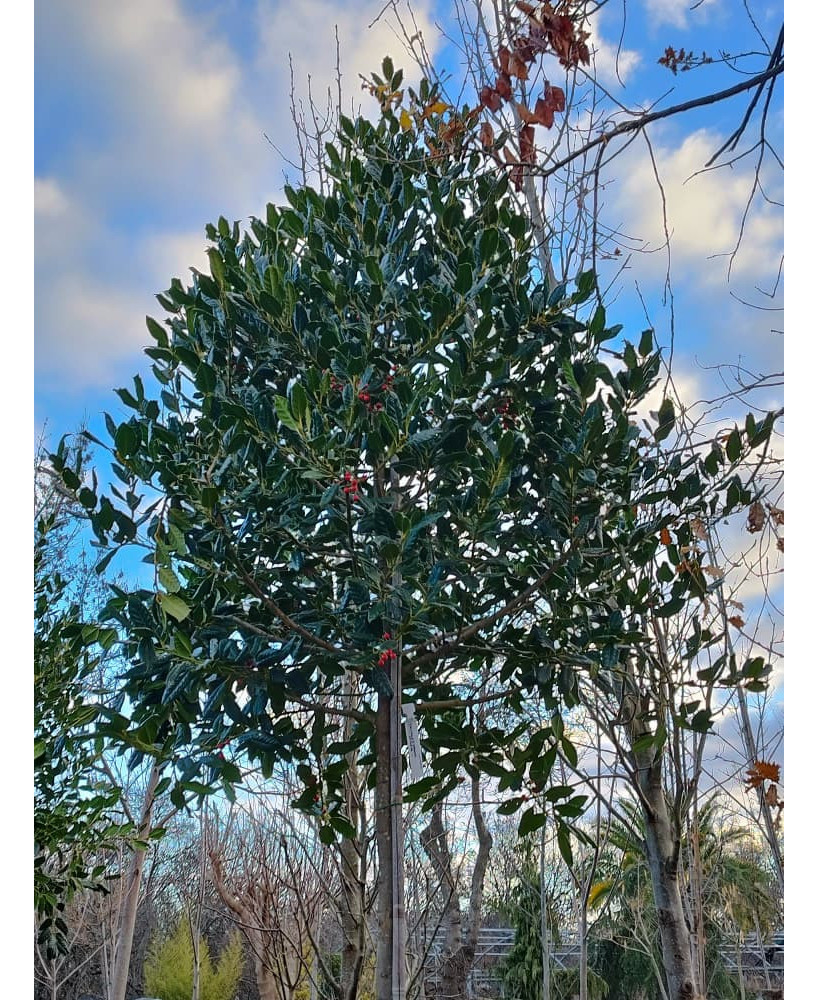 ACEBO (ILEX NELLIE R STEVENS) 011