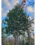 ACEBO (ILEX NELLIE R STEVENS) 011