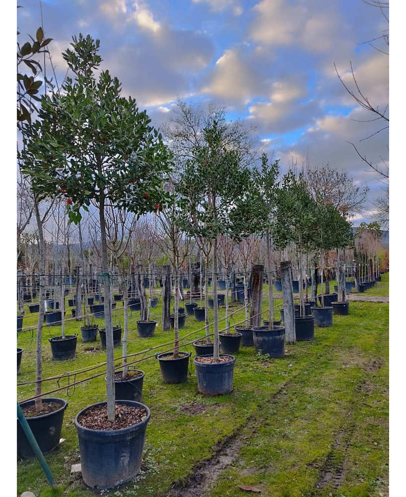 ACEBO (ILEX NELLIE R STEVENS) 011