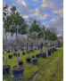 ACEBO (ILEX NELLIE R STEVENS) 011