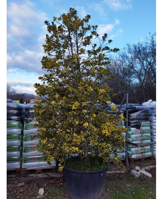 ACEBO (ILEX VARIEGATA)
