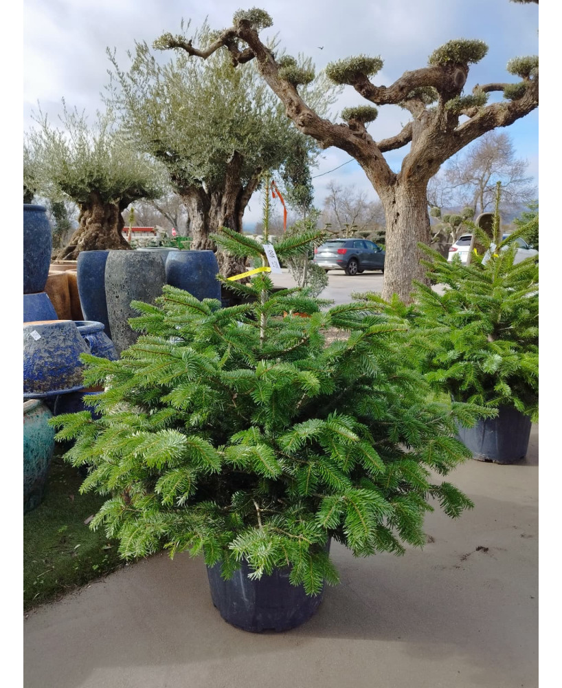 ABETO (ABIES NORDMANNIANA) 005