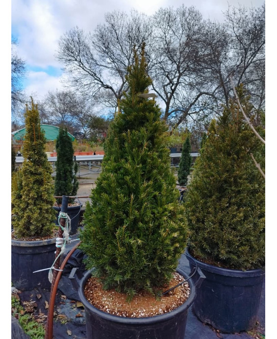 TAXUS BACCATA