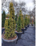 TAXUS BACCATA DAVID