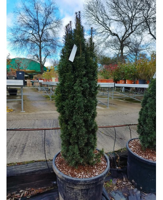 TAXUS BACCATA FASTIGIATA ROBUSTA