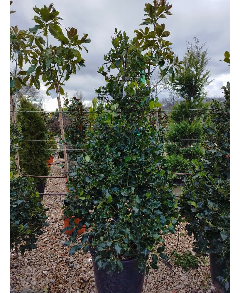 ACEBO (ILEX AQUIFOLIUM) 013