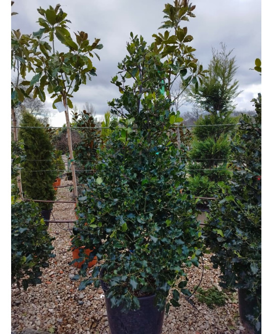 ACEBO (ILEX AQUIFOLIUM) 013
