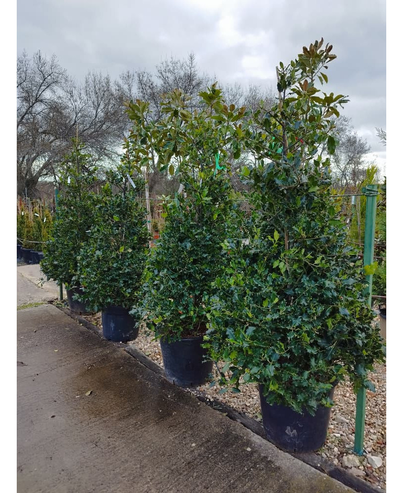 ACEBO (ILEX AQUIFOLIUM) 013