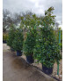 ACEBO (ILEX AQUIFOLIUM) 013