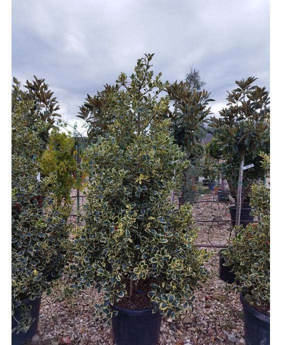 ACEBO 'SILVER QUEEN' (ILEX AQUIFOLIUM) 012
