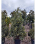 ACEBO 'SILVER QUEEN' (ILEX AQUIFOLIUM) 012