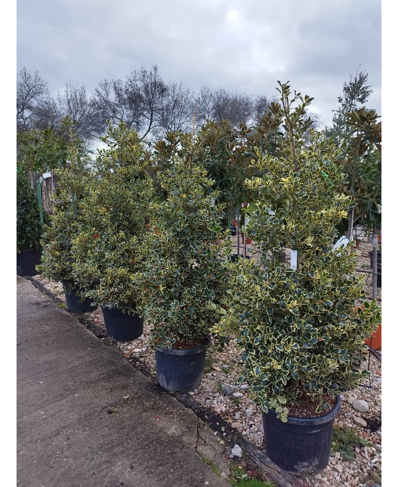 ACEBO 'SILVER QUEEN' (ILEX AQUIFOLIUM) 012
