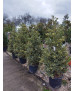 ACEBO 'SILVER QUEEN' (ILEX AQUIFOLIUM) 012