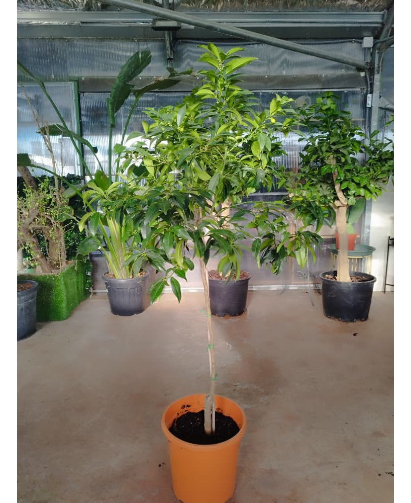 NARANJO KUMQUAT (FORTUNELLA MARGARITA)