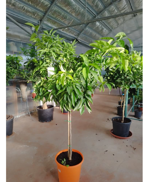 MANDARINO (CITRUS RETICULATA)