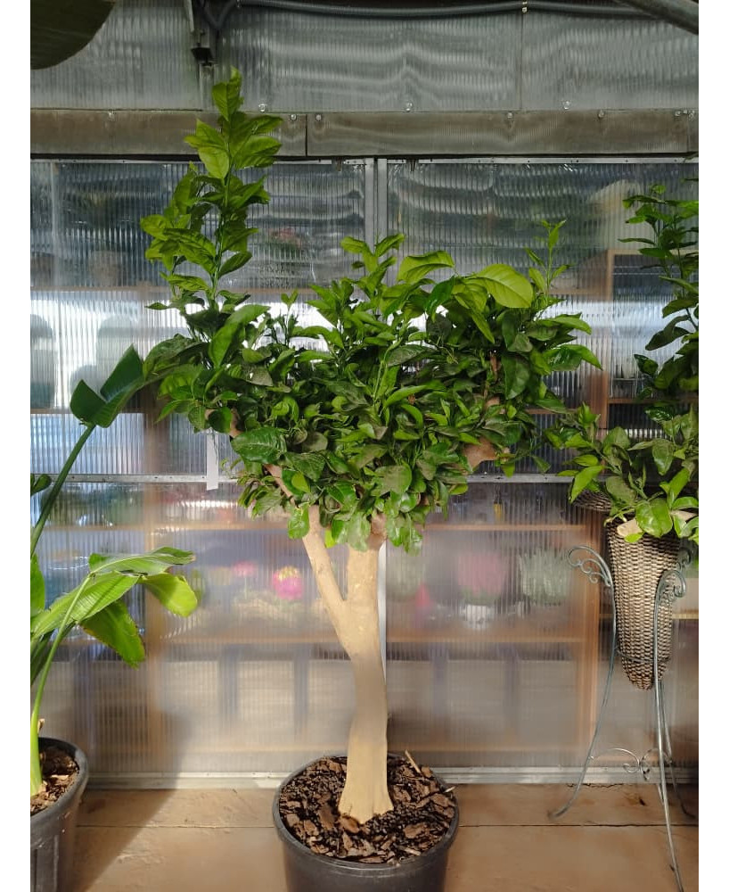 NARANJO (CITRUS X SINENSIS)
