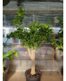 NARANJO (CITRUS X SINENSIS)