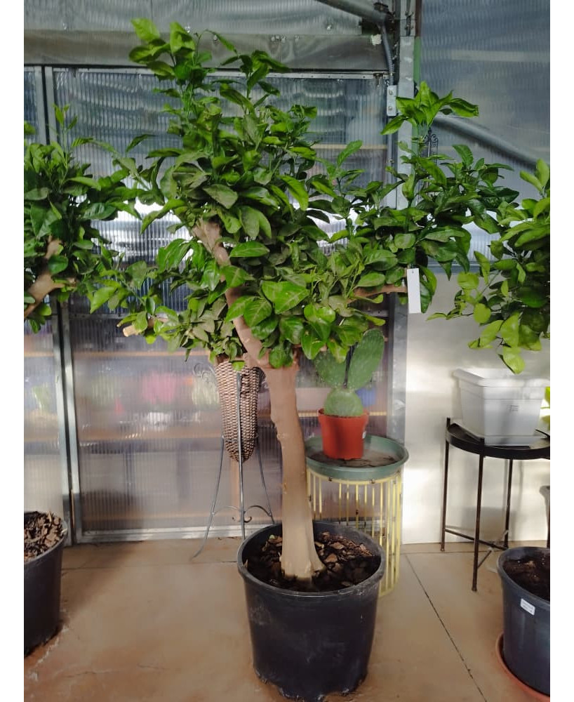 NARANJO (CITRUS X SINENSIS)
