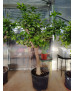 NARANJO (CITRUS X SINENSIS)