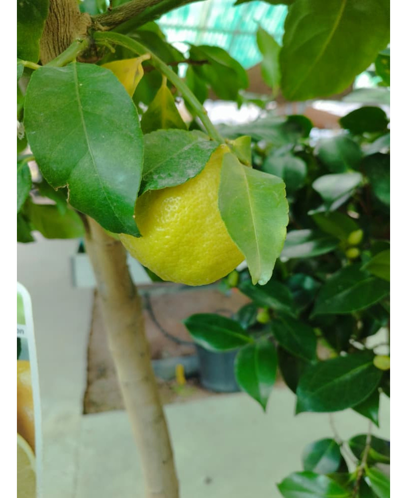 LIMONERO EUREKA CUATRO ESTACIONES