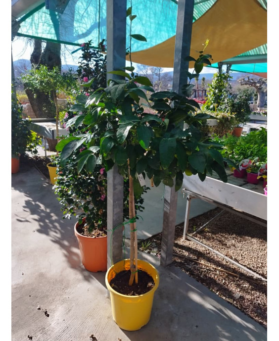 LIMA (CITRUS × AURANTIFOLIA)