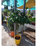 LIMA (CITRUS × AURANTIFOLIA)