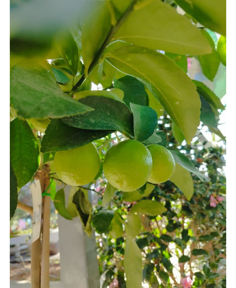 LIMA (CITRUS × AURANTIFOLIA)