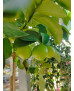 LIMA (CITRUS × AURANTIFOLIA)