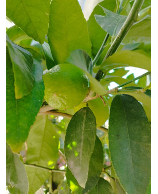 LIMA (CITRUS × AURANTIFOLIA)