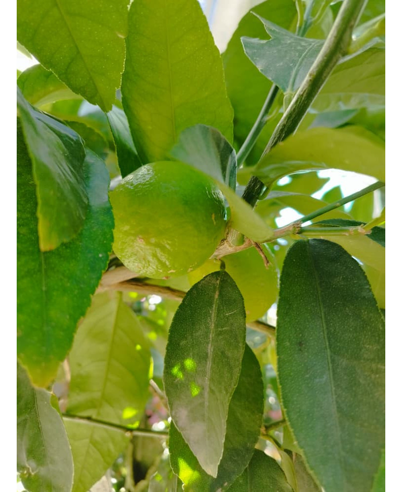 LIMA (CITRUS × AURANTIFOLIA)