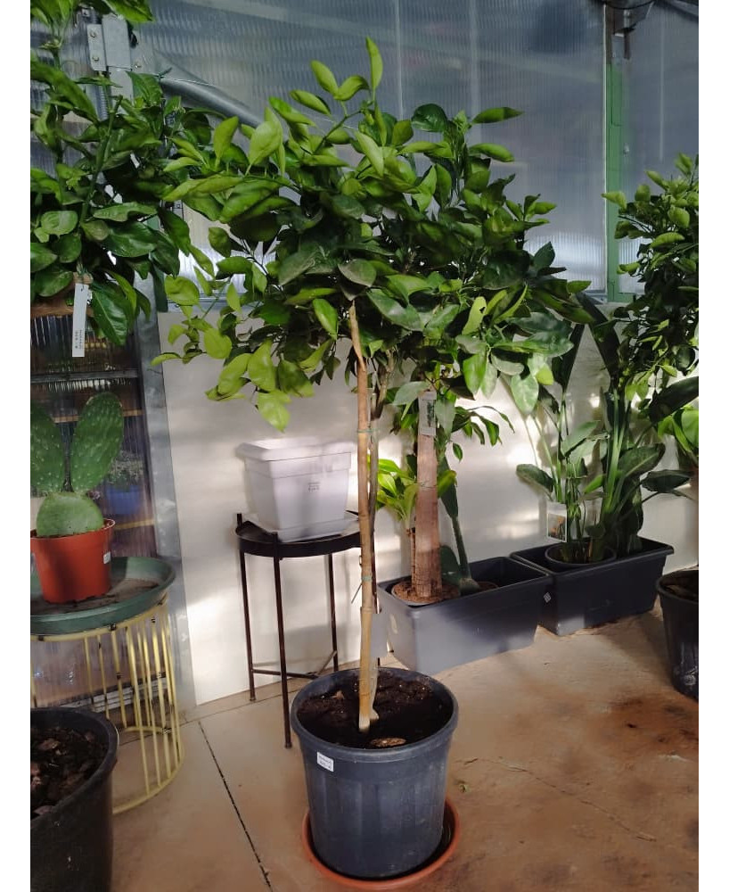 NARANJO (CITRUS × SINENSIS)