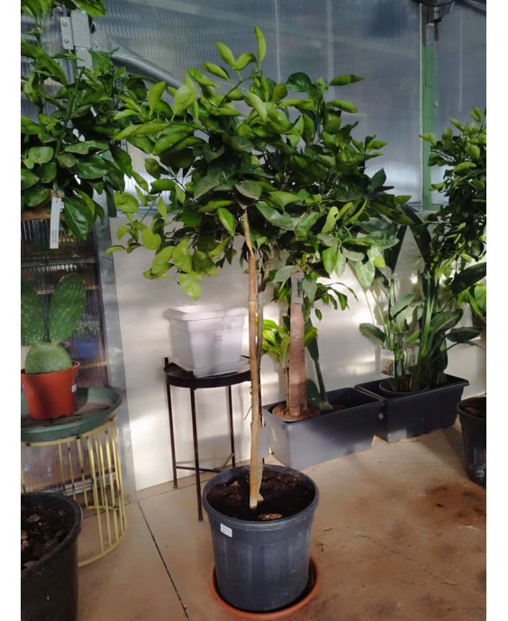 NARANJO (CITRUS × SINENSIS)