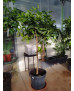 NARANJO (CITRUS × SINENSIS)