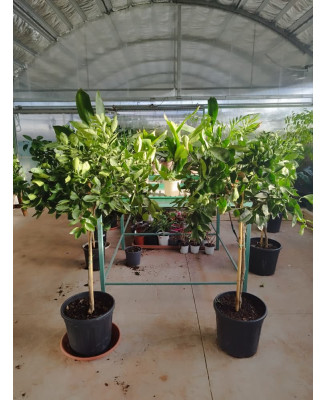 NARANJO (CITRUS × SINENSIS)