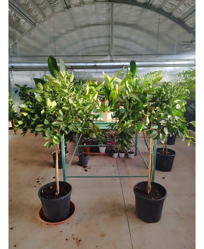 NARANJO (CITRUS × SINENSIS)