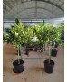 NARANJO (CITRUS × SINENSIS)
