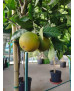 NARANJO (CITRUS × SINENSIS)