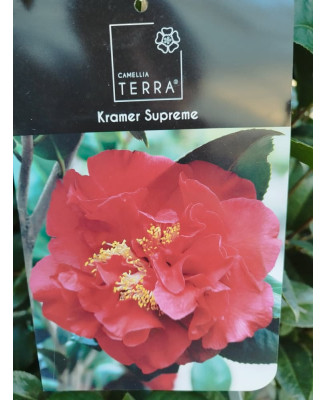 CAMELIA KRAMER SUPREME
