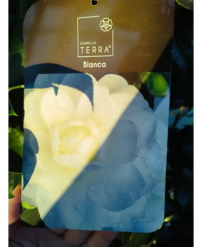 CAMELIA BLANCA