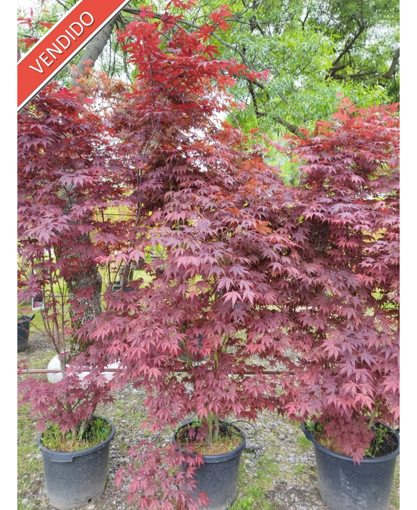 ACER PALMATUM ATROPURPUREUM 074