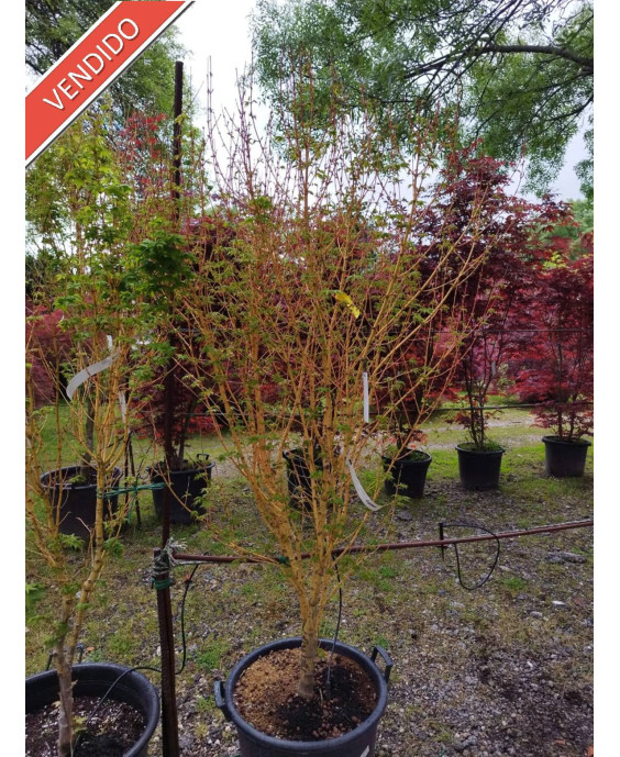 ACER PALMATUM BI-HOO 065