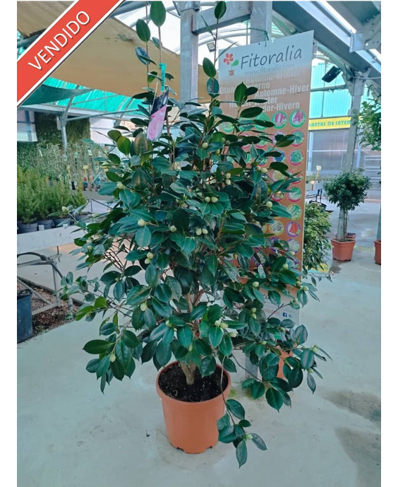 CAMELIA ROSA 007