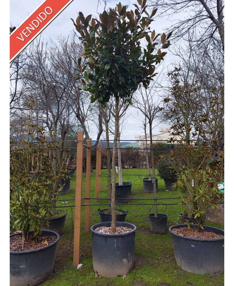 MAGNOLIA GRANDIFLORA 072