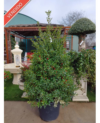 ACEBO (ILEX AQUIFOLIUM) 002
