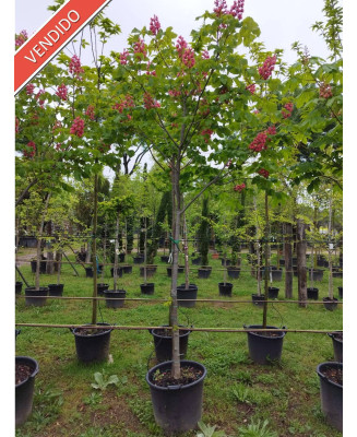 AESCULUS CARNEA BRIOTII 003