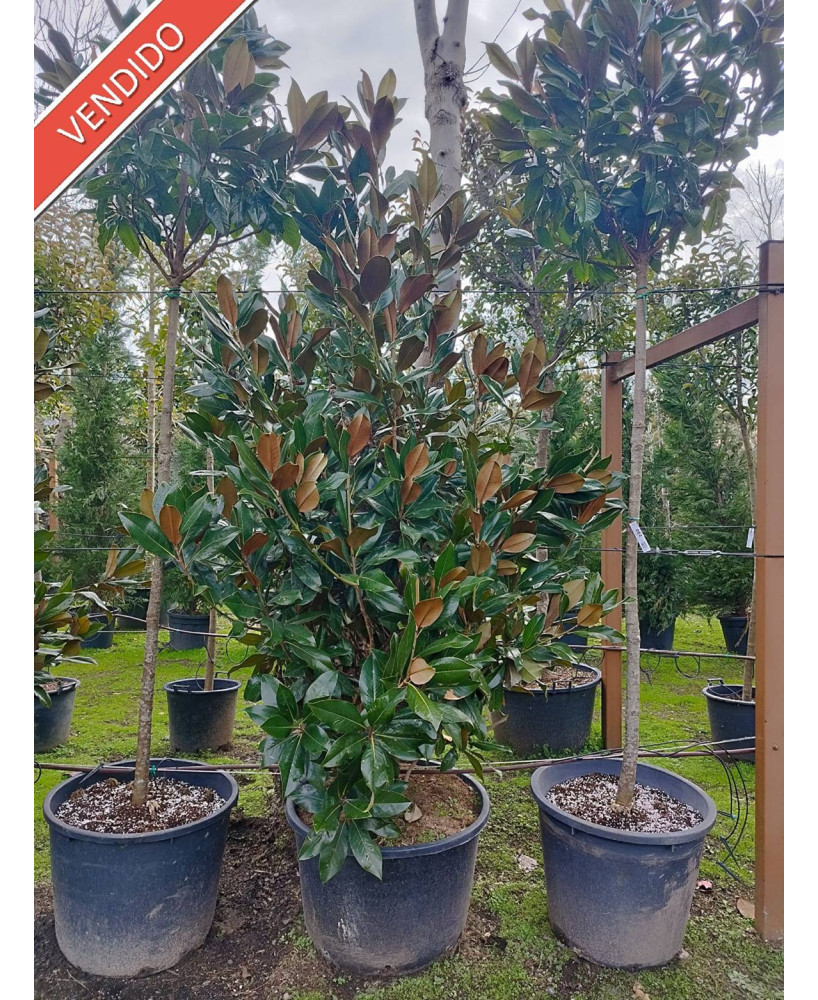 MAGNOLIA GRANDIFLORA 059