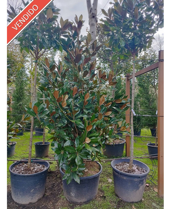 MAGNOLIA GRANDIFLORA 059